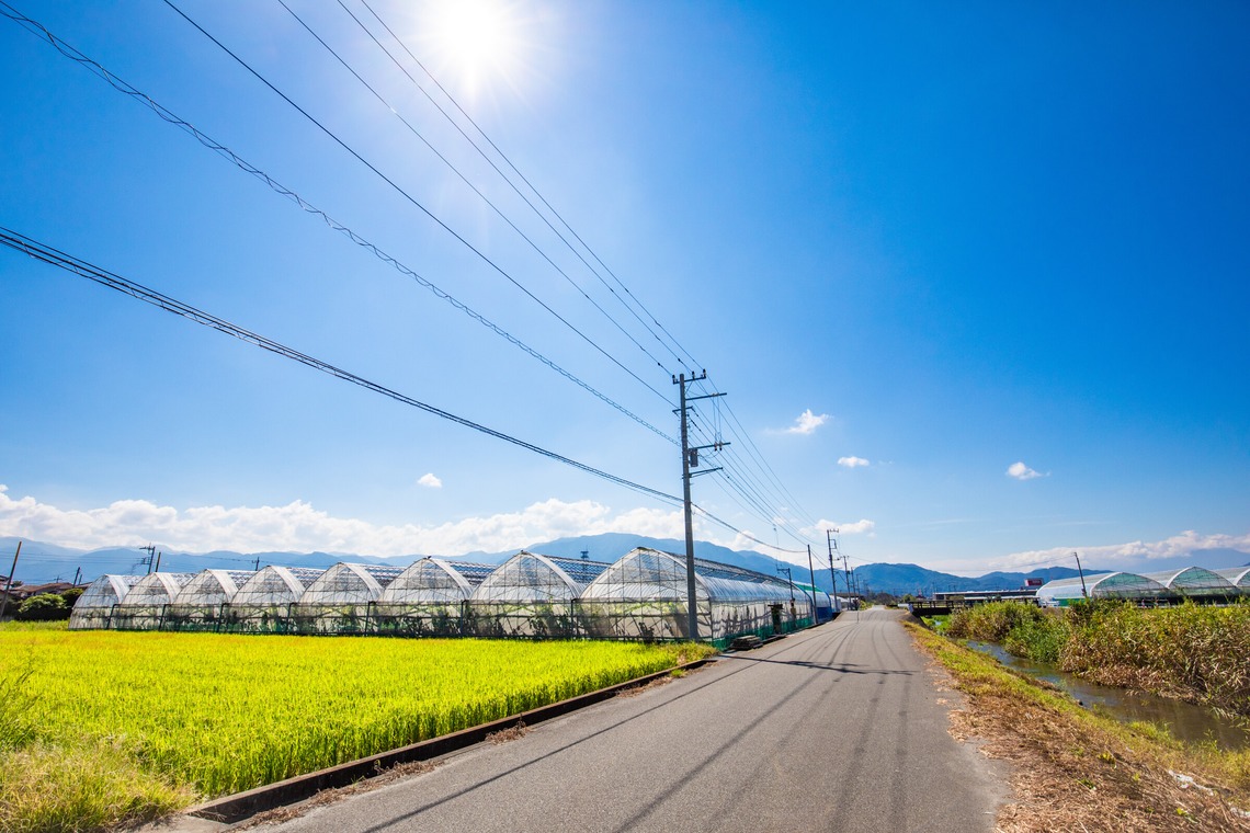大森美紗生が撮影した写真のアルバム「農園宣材写真」