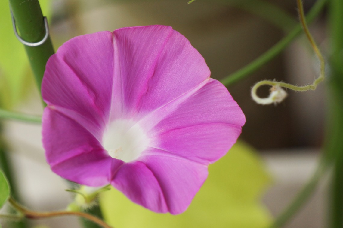 出張撮影のメモリーズが撮影した写真のアルバム「宣材-アラカルト」