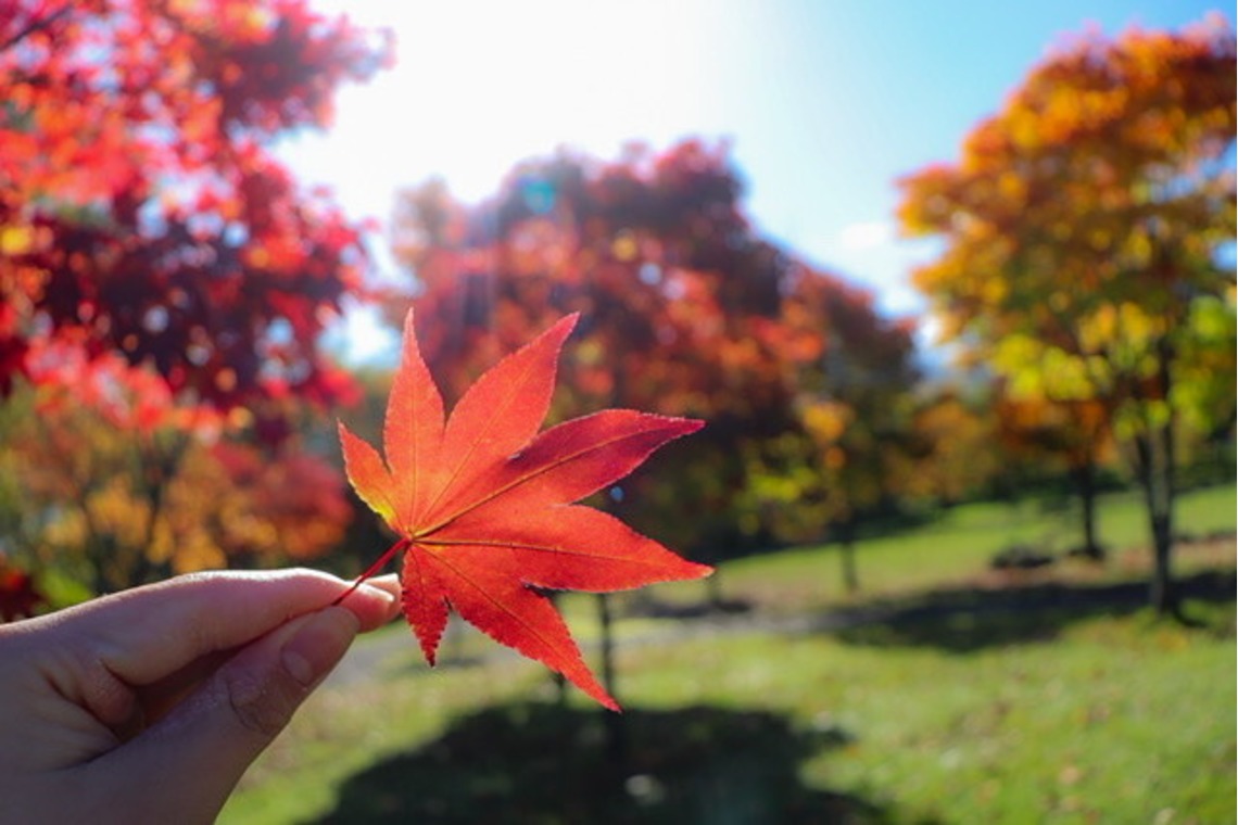 芳賀 翔大が撮影した「北海道」の写真