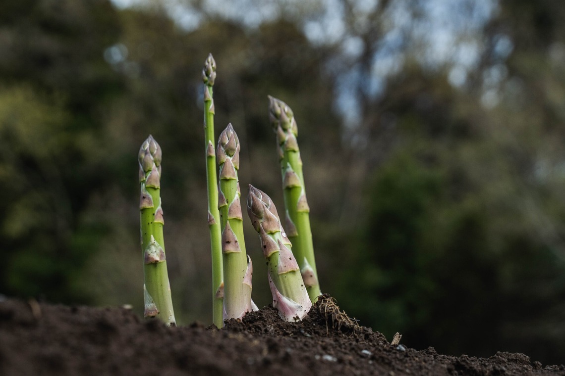 oryo studioが撮影した写真のアルバム「記事」