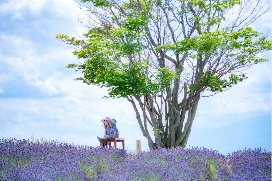 北海道ロケーションフォトウェディング♪が撮影した写真のアルバム「富良野ラベンダー畑でファミリー旅行記念撮影」