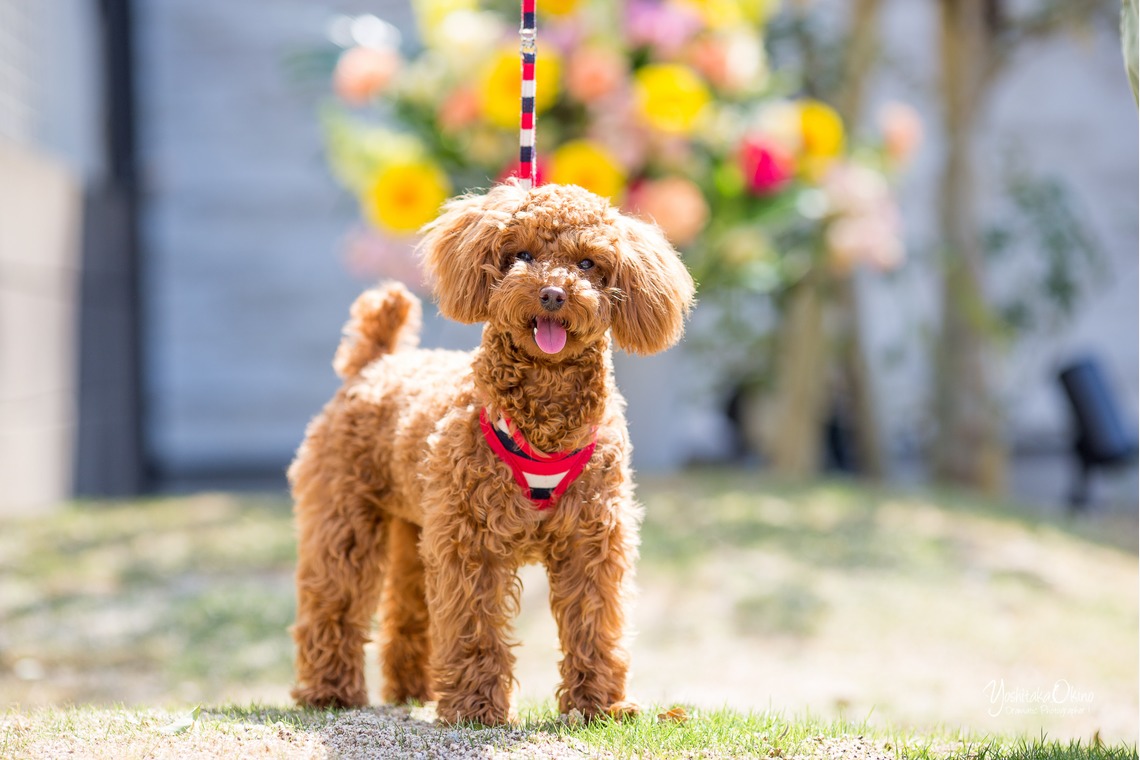 写楽堂が出張撮影した家族写真(キッズ,ベビーフォト)などが写った「ペット」の家族写真