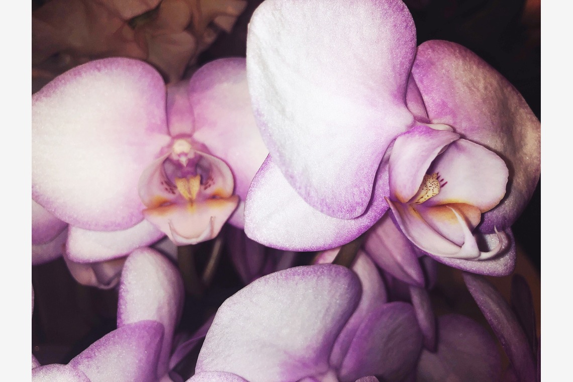 磯谷亮太が撮影した「flower」の写真