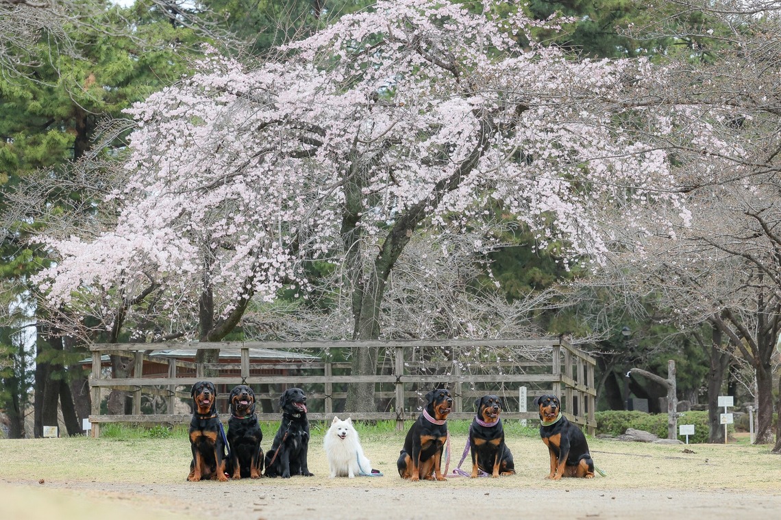 株式会社Neo-Smile 「locationbreeze」高橋 徹が撮影した「ペット」の写真