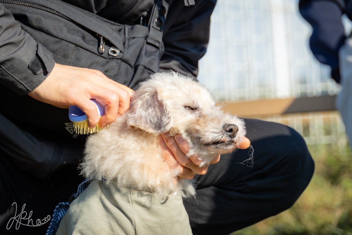 大森光太郎・K-PHOTOが出張撮影した家族写真(キッズ,ベビーフォト)などが写った「ペット撮影」の家族写真