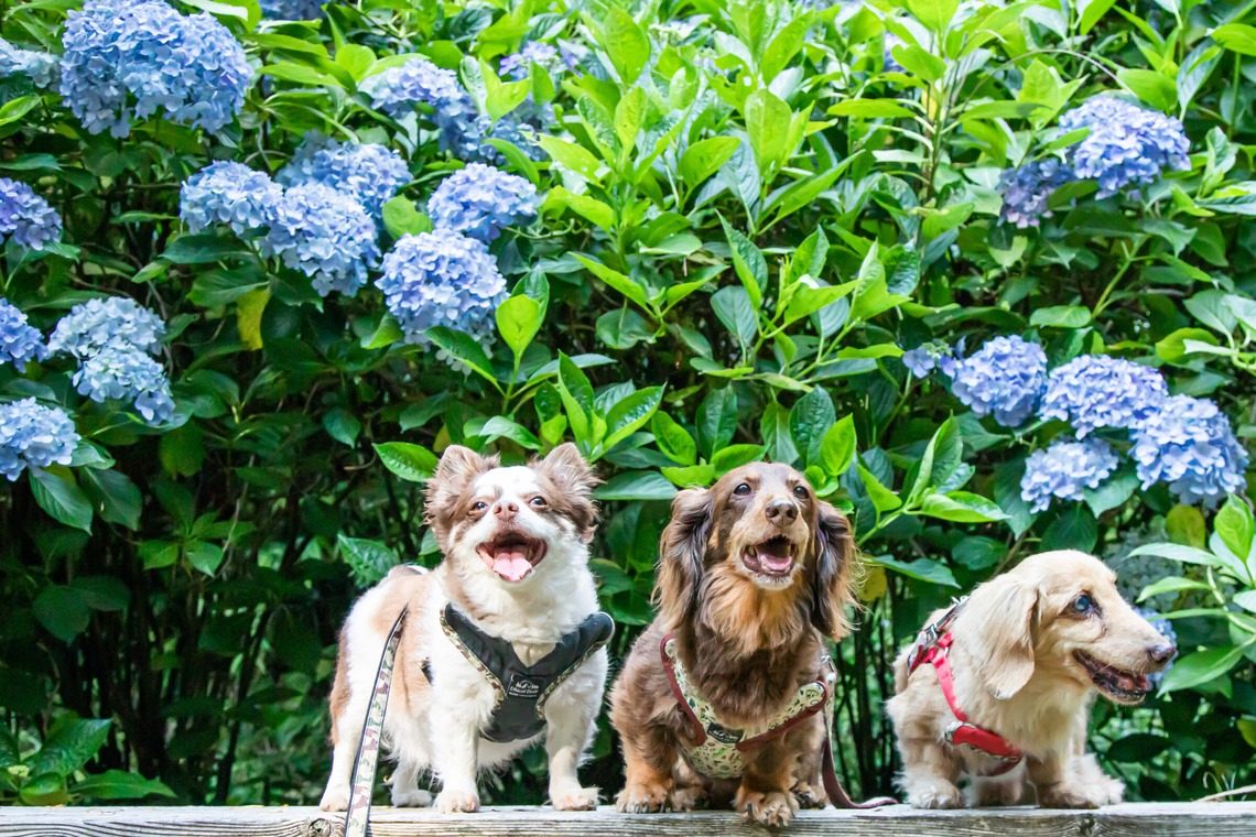 スマイルグローバルフォトが撮影した写真のアルバム「わんちゃん」