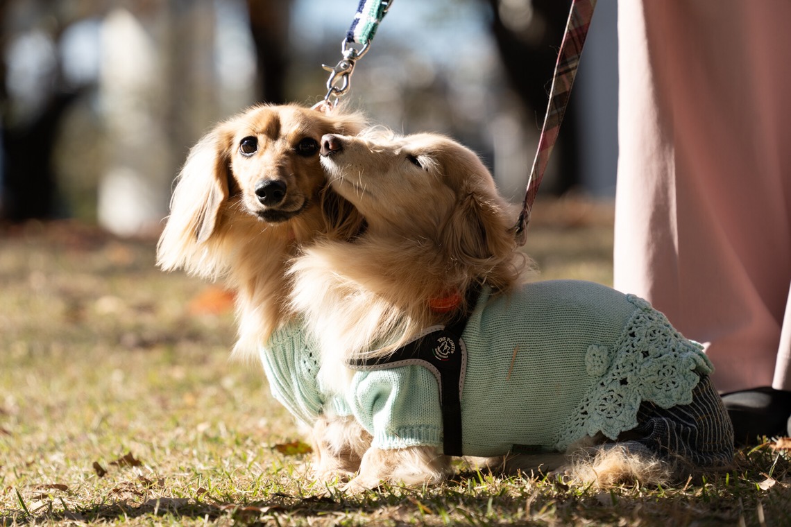 千葉が撮影した「ペット撮影」の写真