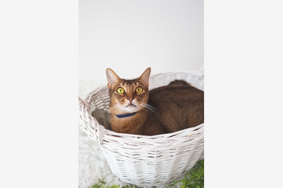 荒畑けいこが出張撮影した家族写真(キッズ,ベビーフォト)などが写った「AMIクラウドファンディング撮影会（ペット撮影）」の家族写真