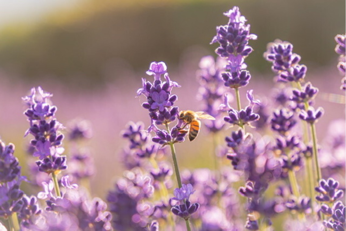 芳賀 翔大が撮影した「北海道」の写真