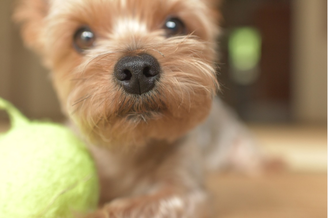 大熊和輝が撮影した「ペット撮影」の写真