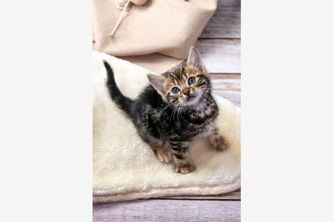 本郷直人が撮影した写真のアルバム「ブリーダー」