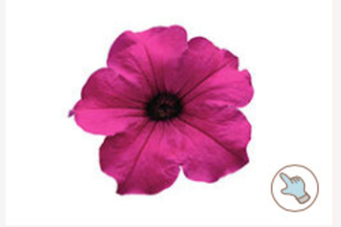 有限会社　澤田スタジオが撮影した「花、植物」の写真