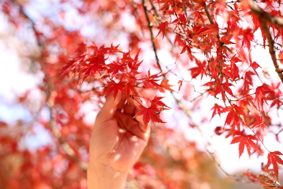 ほんとうにかわいい結婚写真ecoo（エクー）が撮影した「ロケーション/和装」の写真
