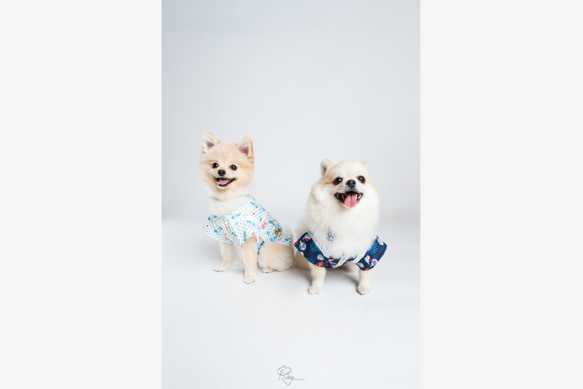 Ray Yamaguchiが撮影した写真のアルバム「ペット撮影」