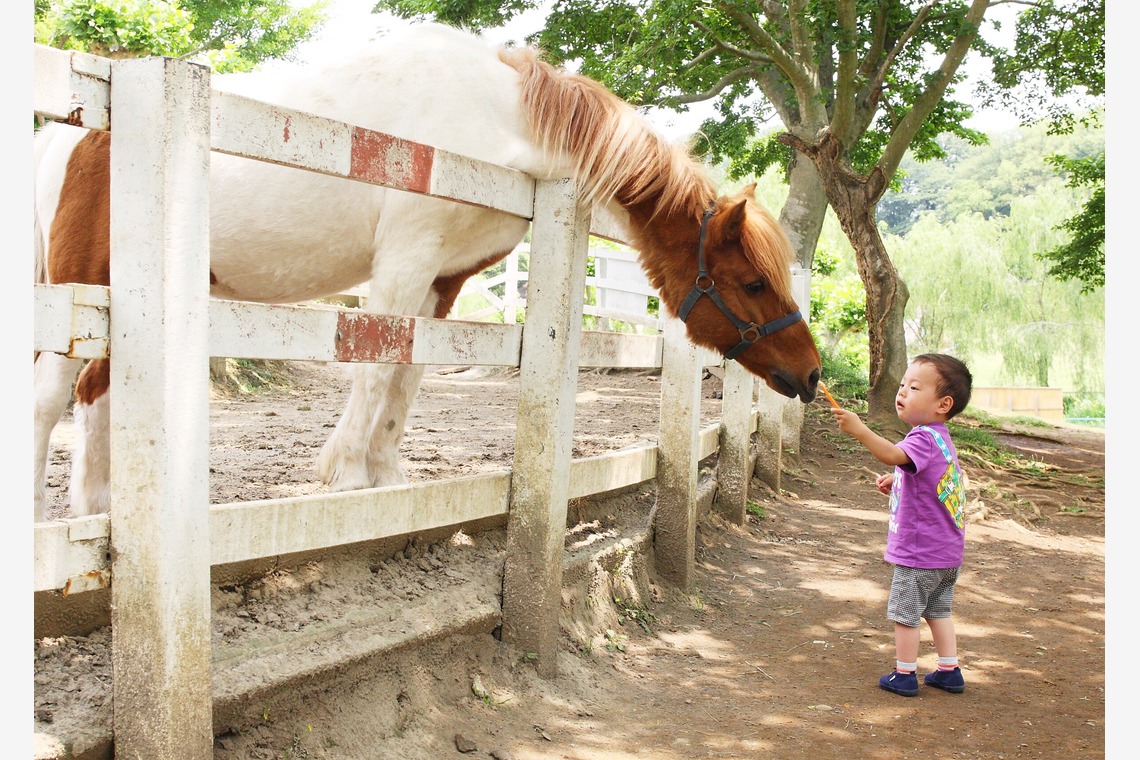 森安　照が撮影した「幼児、子供、赤ちゃん」の写真