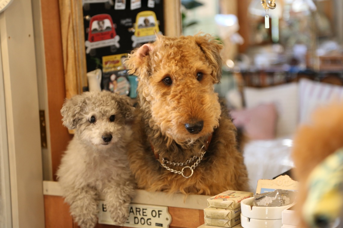 Photographer  Tomoが撮影した写真のアルバム「ペット撮影」