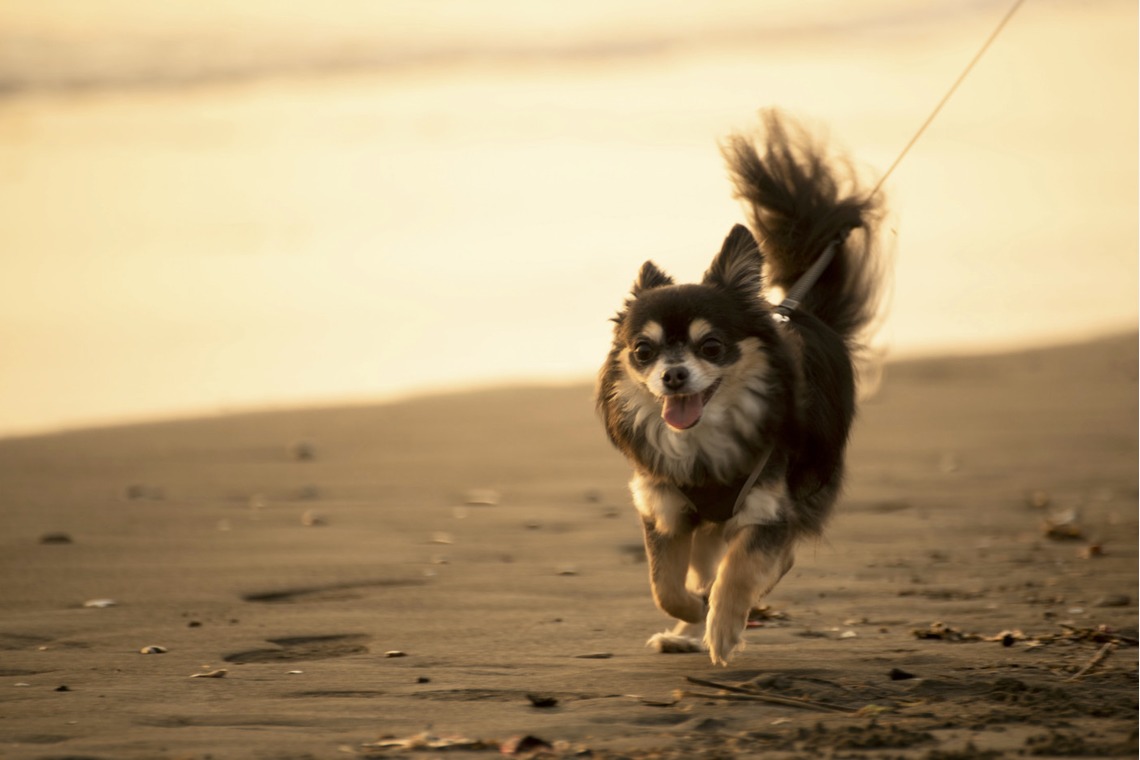 Photo Graphico 株式会社 PGクリエイトが撮影した「出張orスタジオでもハートフル＆アーティスティックなファミリー撮影」の写真