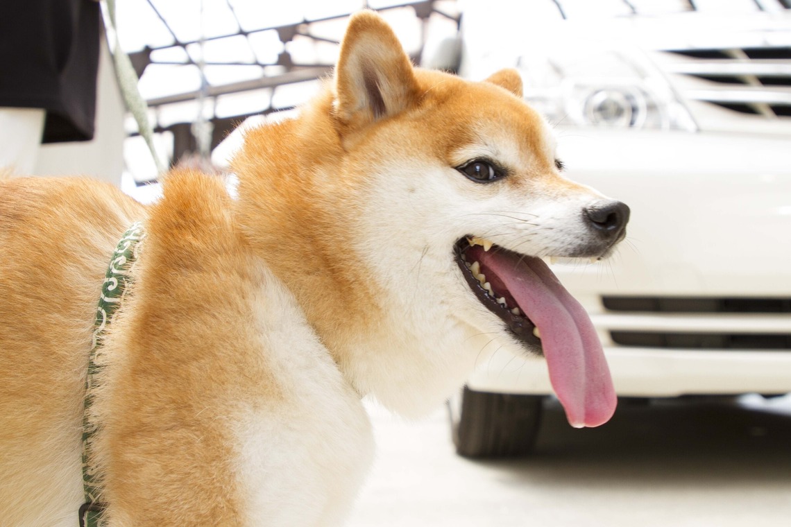 インスタントソイ合同会社　井上泰徳が撮影した「ワンちゃん撮影」の写真