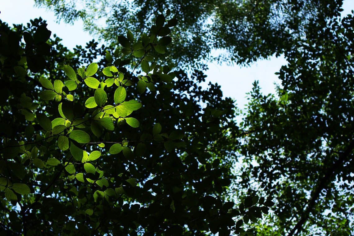 出張撮影のメモリーズが撮影した写真のアルバム「nature-アラカルト」
