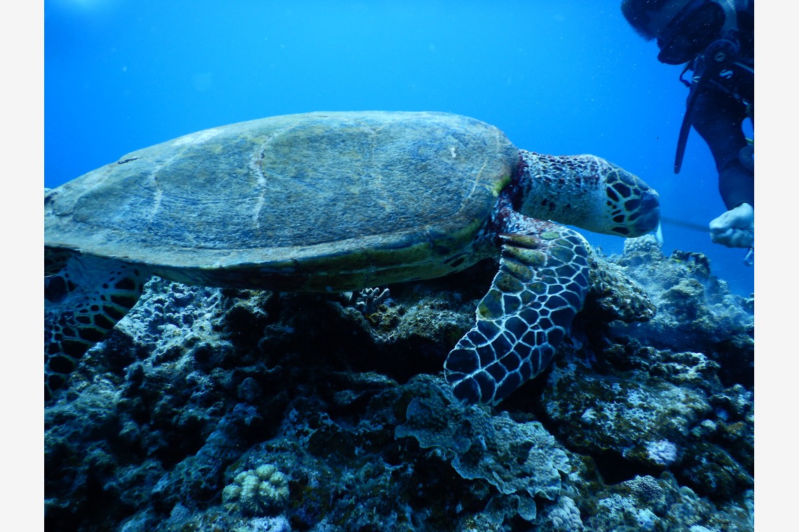 杉野優介が撮影した写真のアルバム「スキューバーダイビング水中撮影」