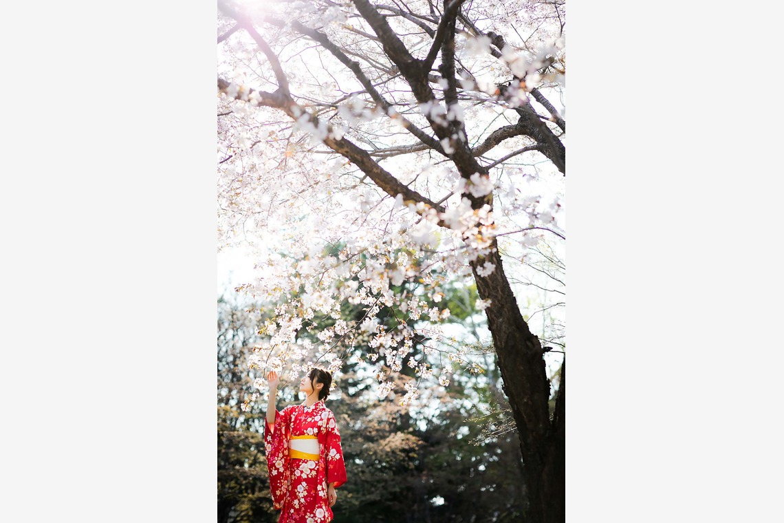 APKが出張撮影した家族写真(キッズ,ベビーフォト)などが写った「カジュアル着物で桜ロケーション撮影　2019年4月」の家族写真