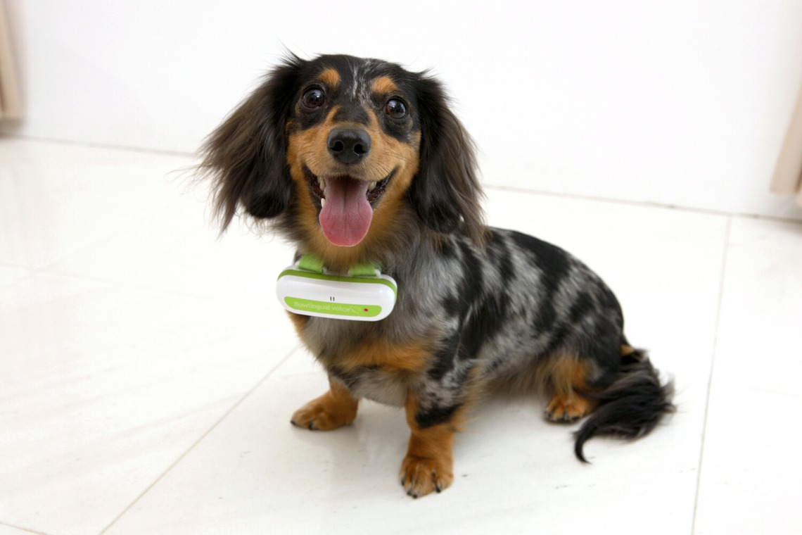 クマが撮影した「ファミリーのお写真　ペットのお写真」の写真