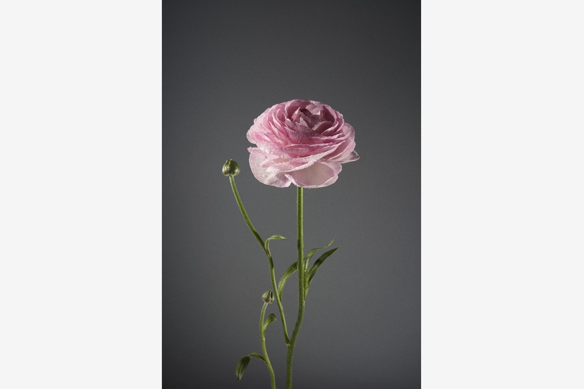 Nishizawa Yamatoが撮影した写真のアルバム「Still Life」