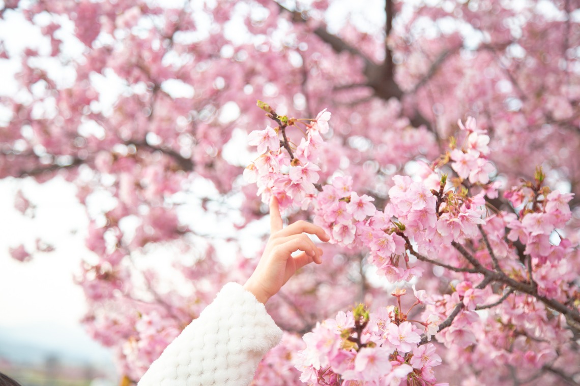 ゆのみふぉとが出張撮影した家族写真(キッズ,ベビーフォト)などが写った「桜とお写真」の家族写真