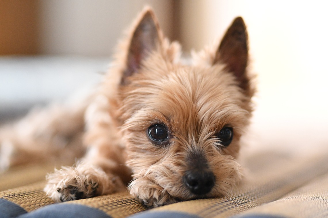 大熊和輝が撮影した「ペット撮影」の写真