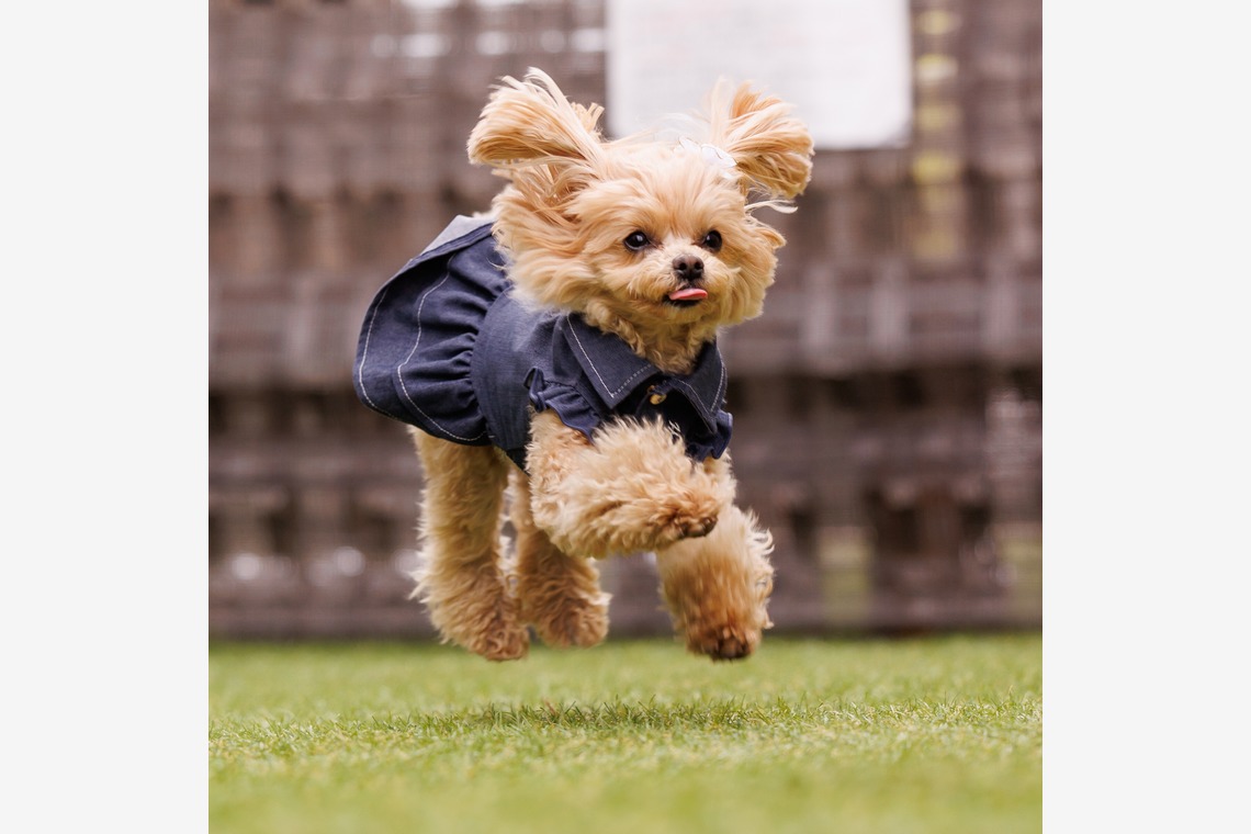 猫田晃広が撮影した「わんちゃん撮影」の写真