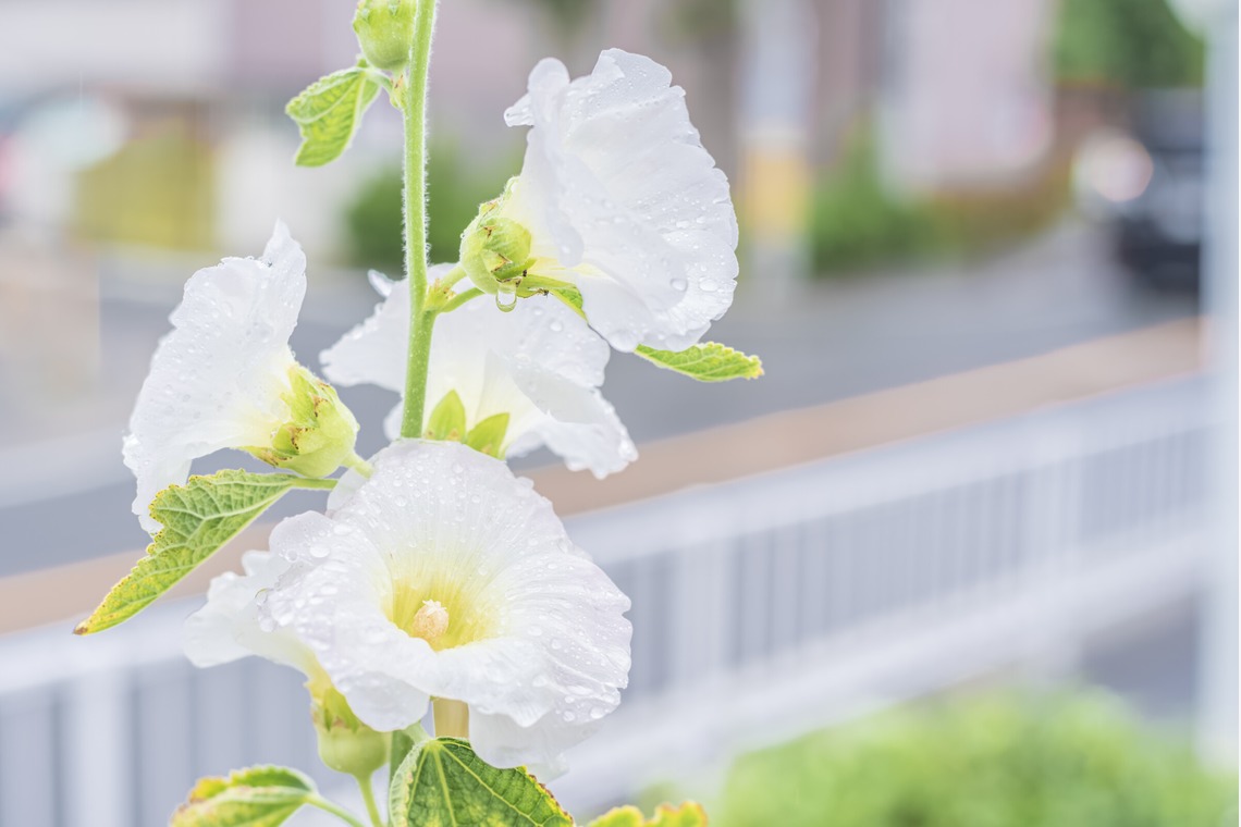 フォトスタジオ　ちっくたっくが撮影した「植物」の写真