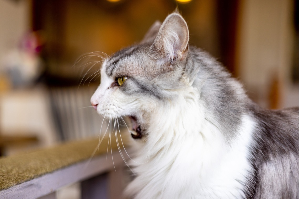 沖山俊樹が撮影した写真のアルバム「ペット_20230411_MOCHA原宿」