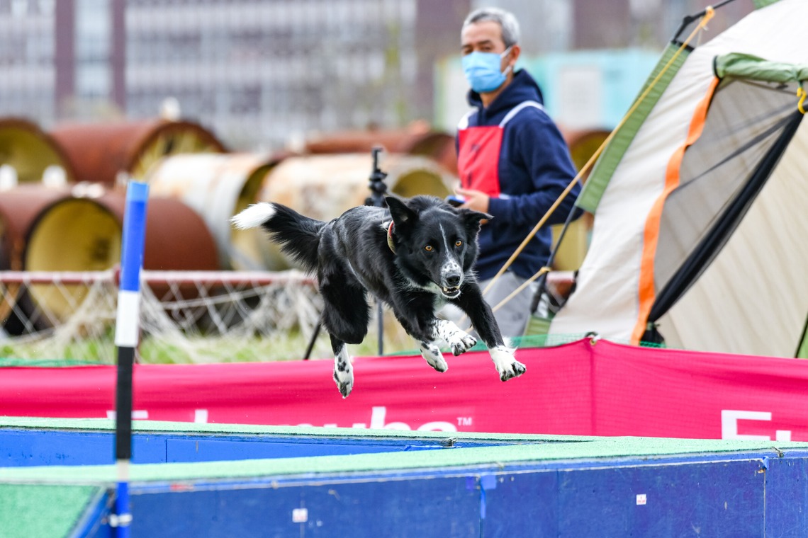 スタジオファンタスが撮影した写真のアルバム「ドッグスポーツエクストリーム」