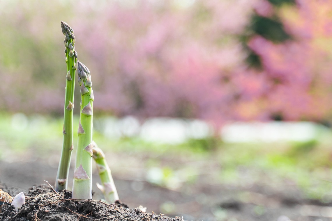 oryo studioが撮影した写真のアルバム「記事」