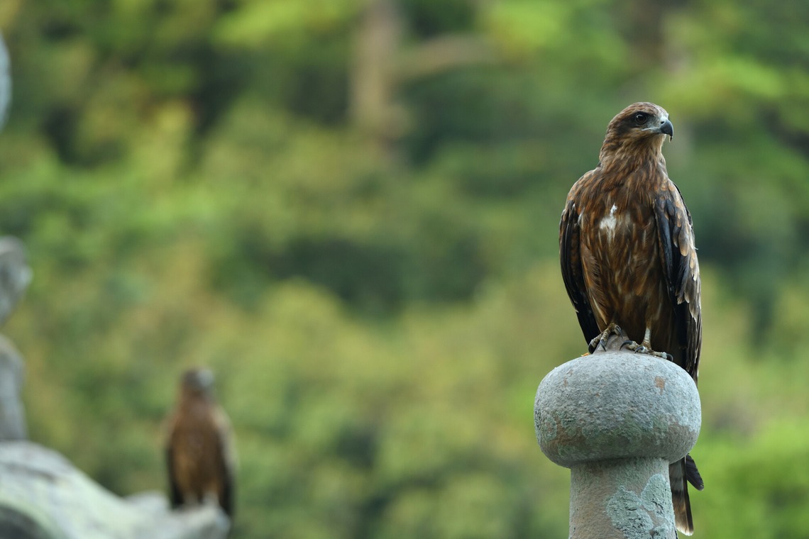 ライトステージが撮影した「イメージカット」の写真
