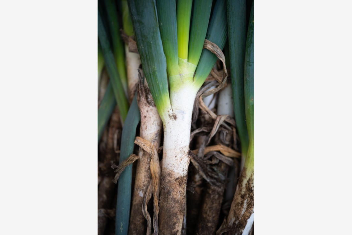 伊藤　壮司が撮影した写真のアルバム「料理」