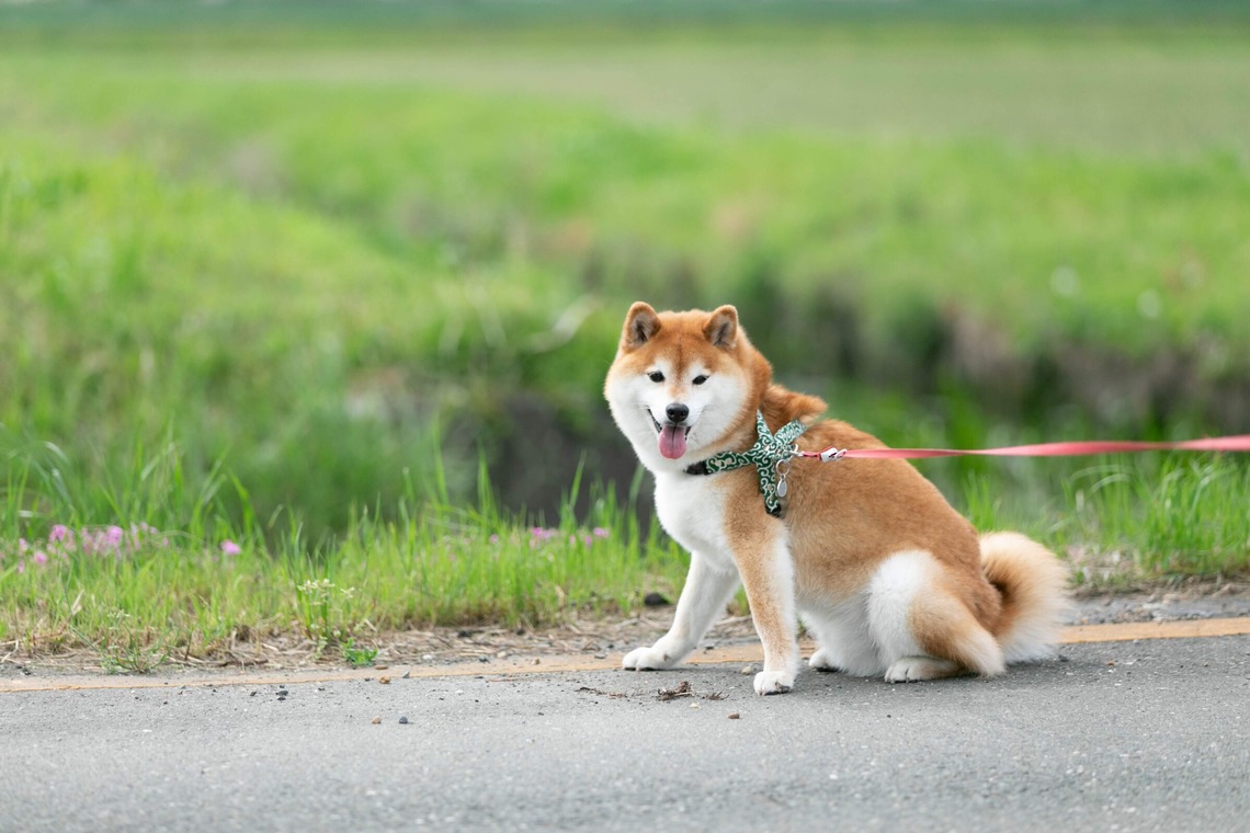 インスタントソイ合同会社　井上泰徳が撮影した「ワンちゃん撮影」の写真