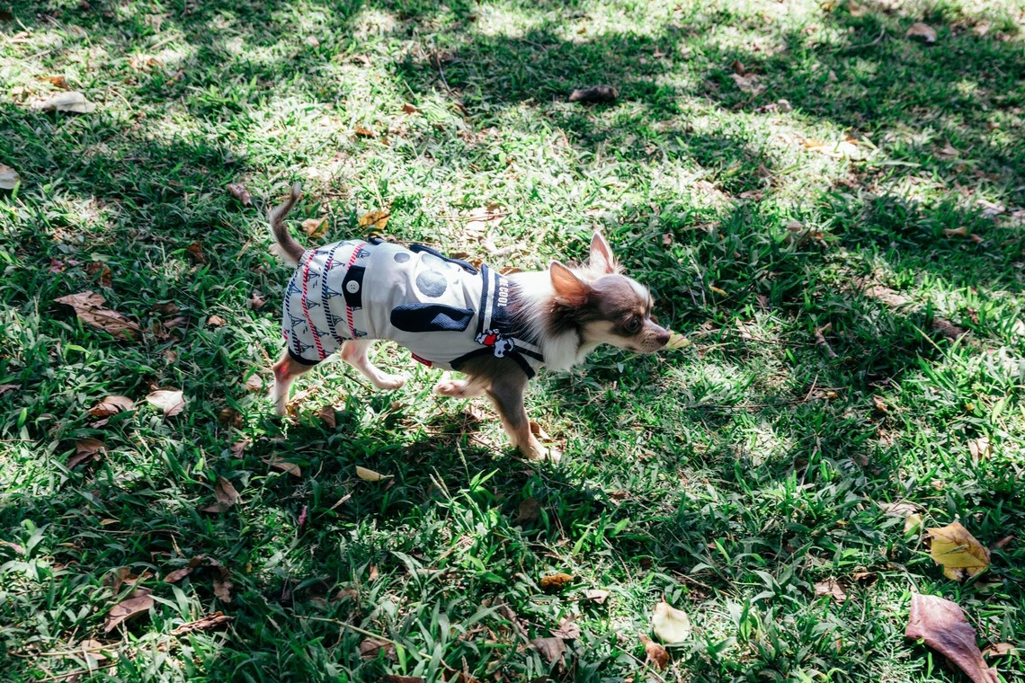 ポートレート沖縄が撮影した「ペット撮影」の写真