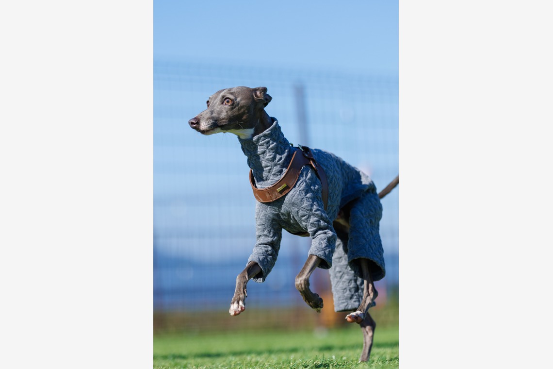 T.Matsumuraが撮影した「ペット」の写真