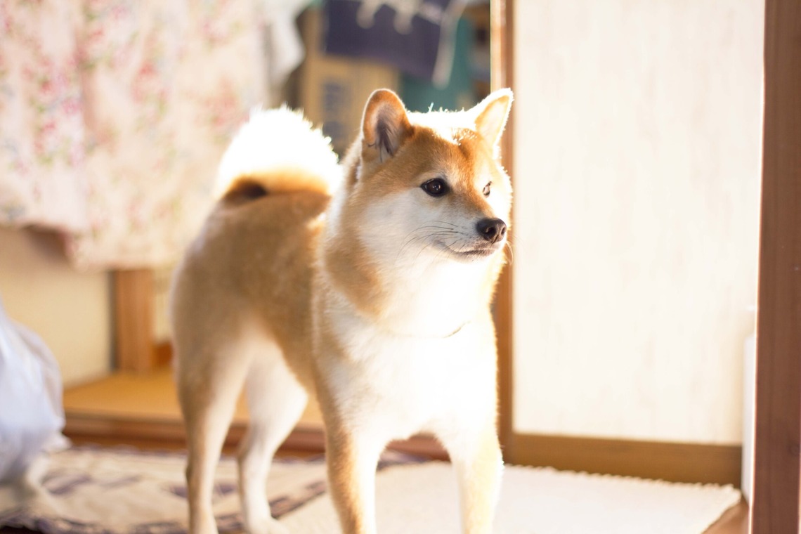 インスタントソイ合同会社　井上泰徳が撮影した「ワンちゃん撮影」の写真