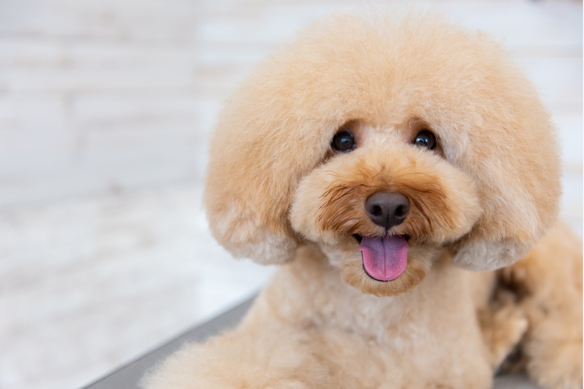 maruが撮影した写真のアルバム「トリミングサロン」