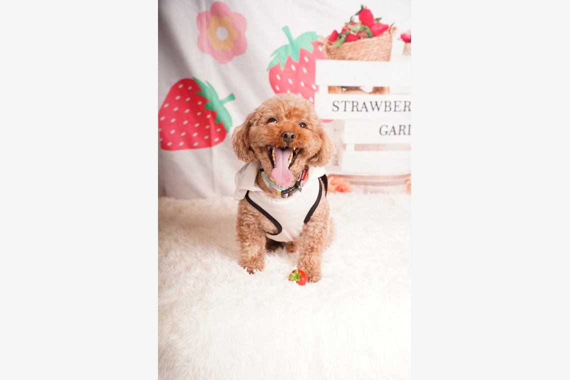 スタジオ　まるが撮影した「ペット撮影」の写真