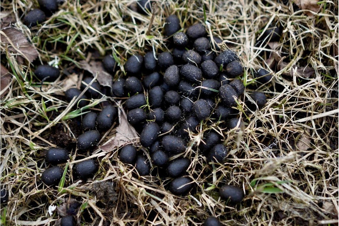 神部葵が撮影した「鹿猟師宣材写真、鹿肉料理撮影」の写真