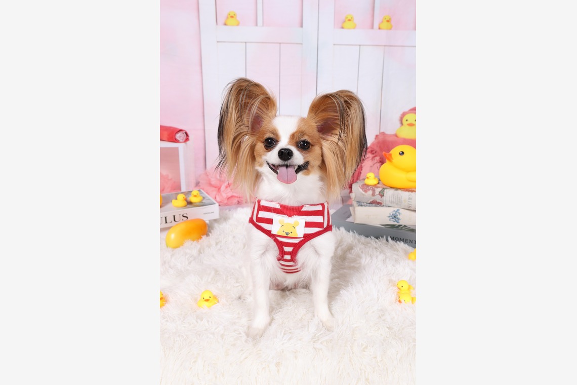 WithshopJapanが撮影した写真のアルバム「ペット撮影」