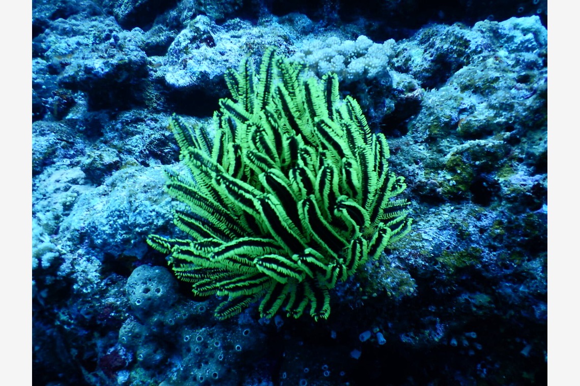 杉野優介が撮影した「スキューバーダイビング水中撮影」の写真