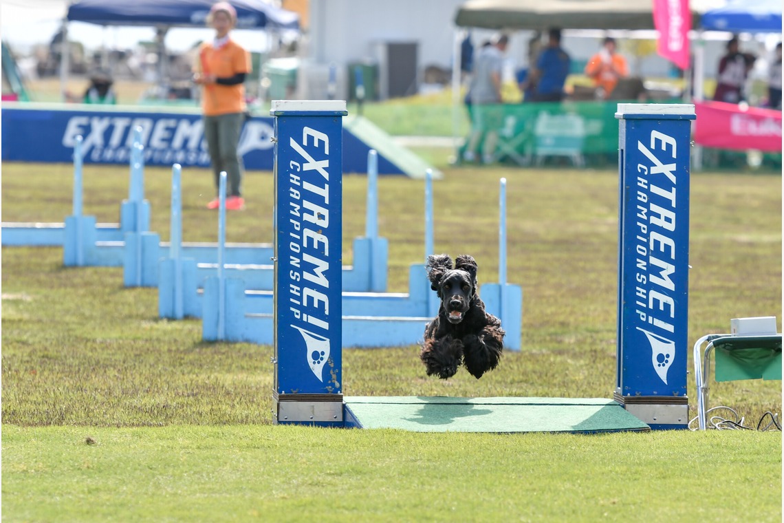 スタジオファンタスが撮影した「ドッグスポーツエクストリーム」の写真