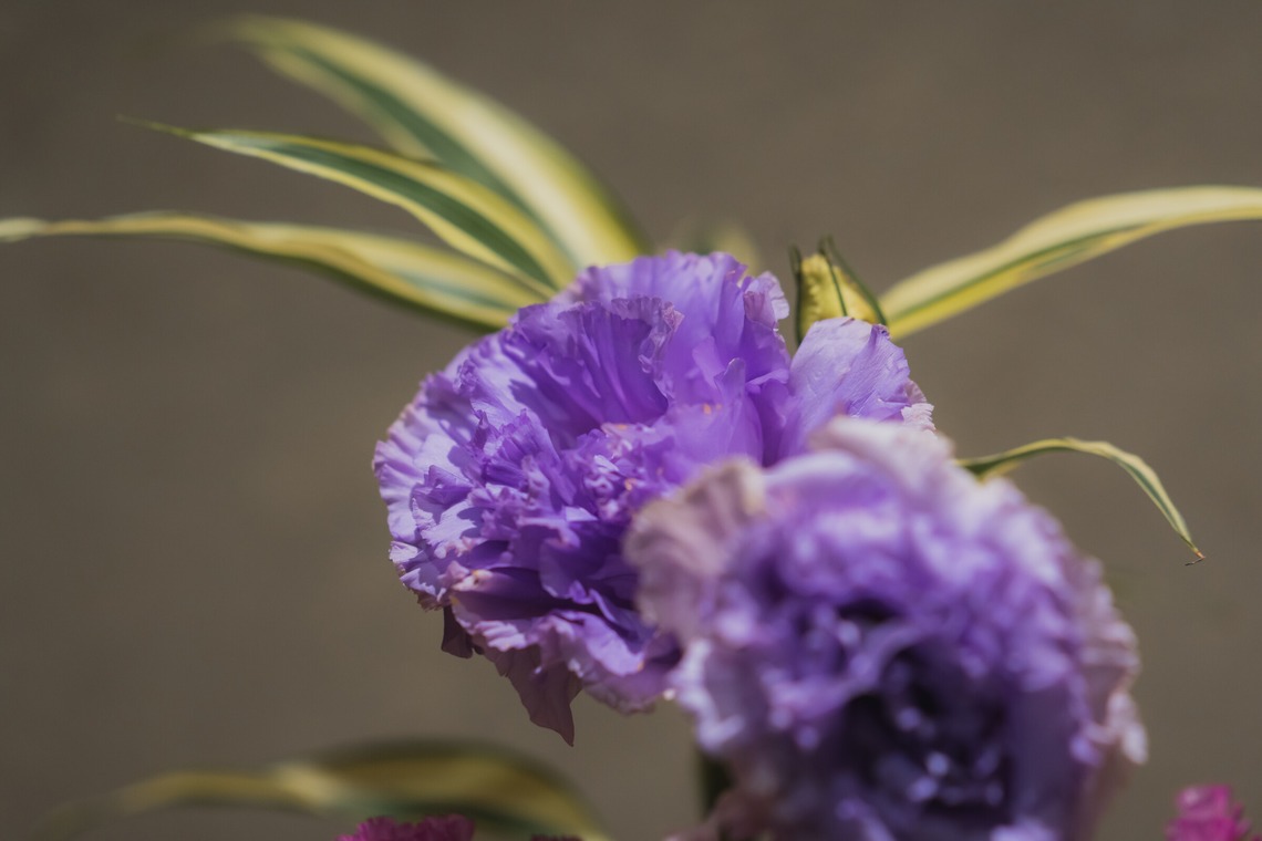 studio9thが撮影した写真のアルバム「東京三鷹市 / セレモニーホールの施設写真」