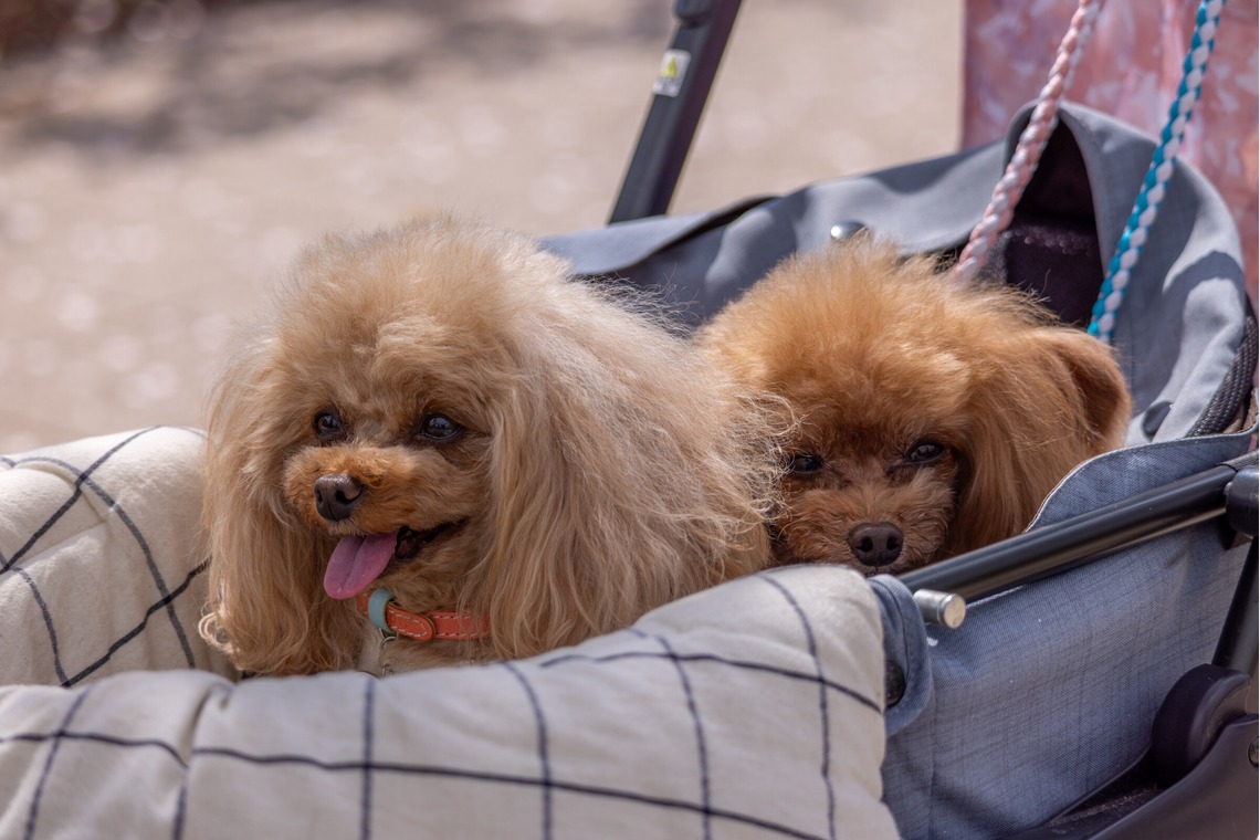 沖山俊樹が撮影した写真のアルバム「ペット_20230330_有明ガーデン」