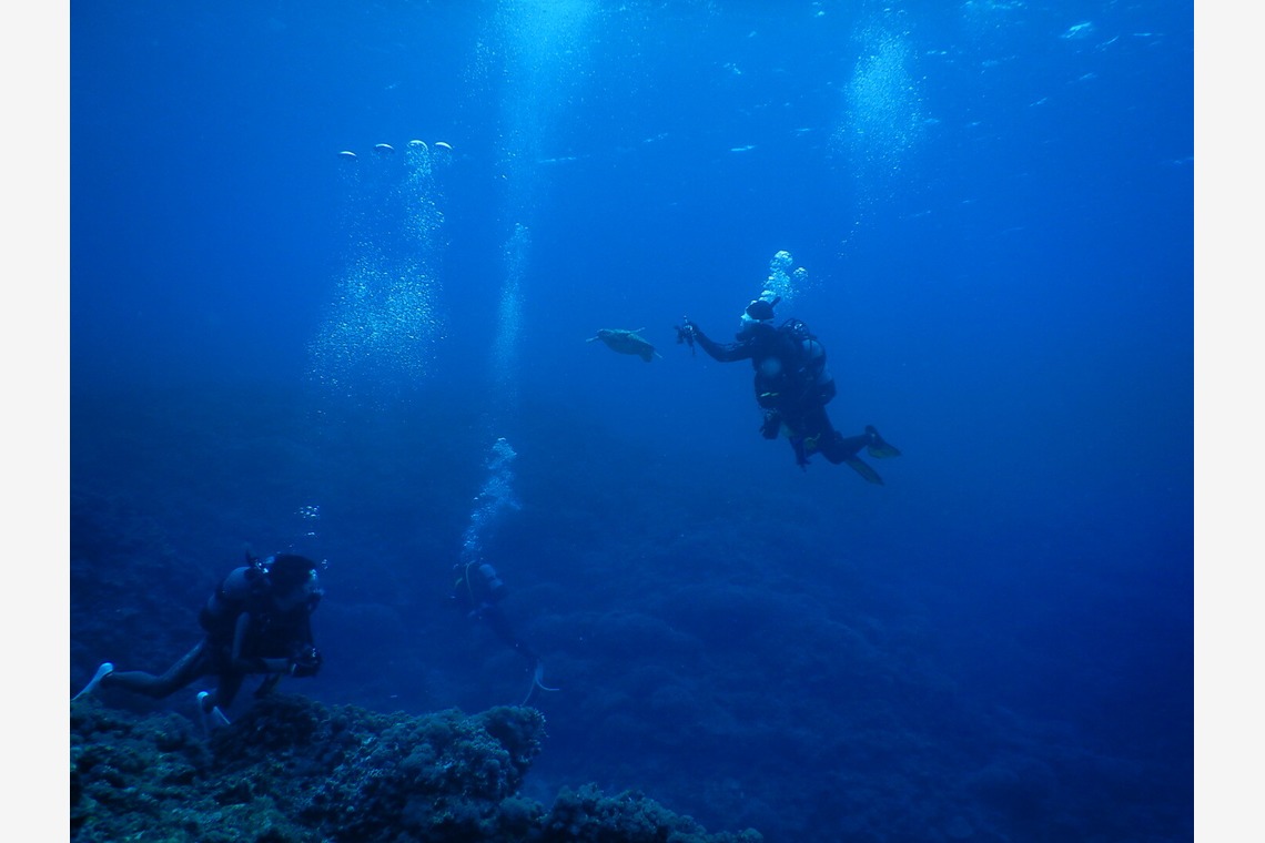 杉野優介が撮影した写真のアルバム「スキューバーダイビング水中撮影」