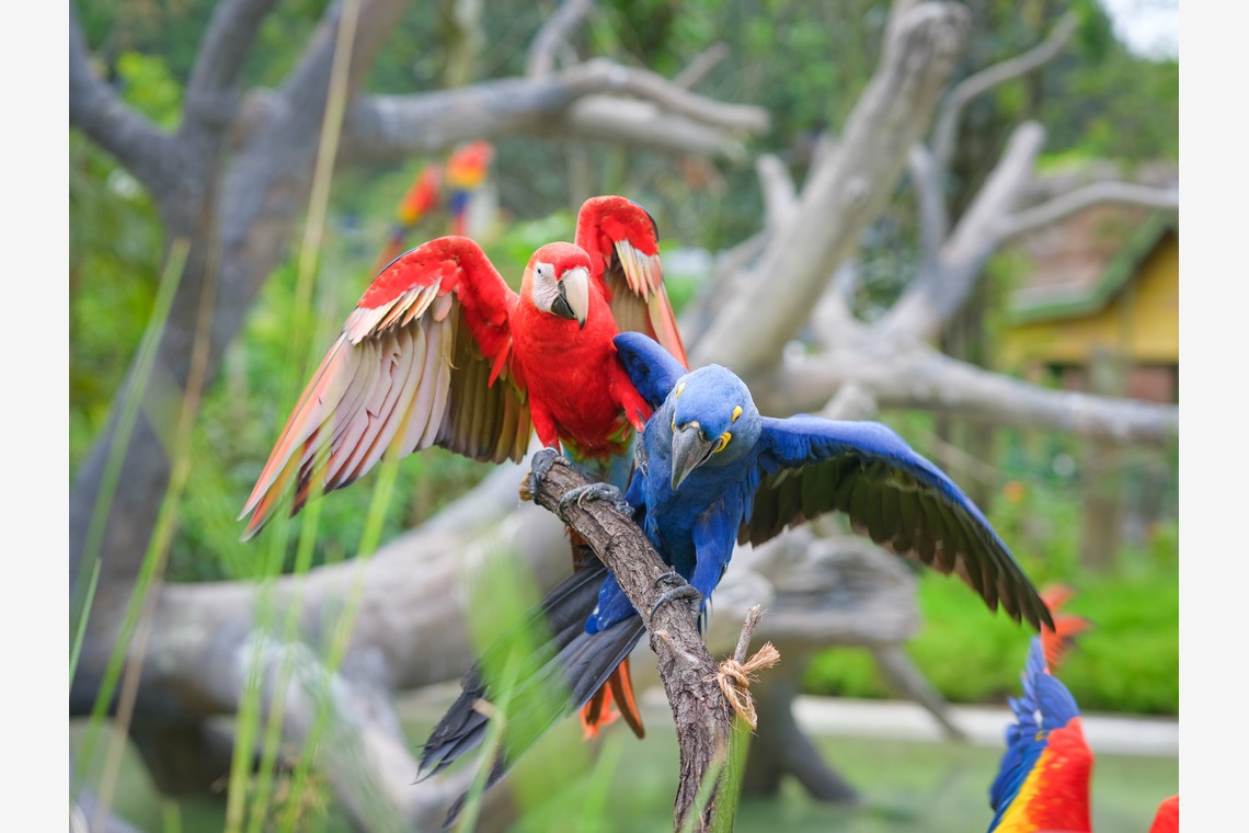 杉本 周平が撮影した写真のアルバム「動物・ペット・風景」